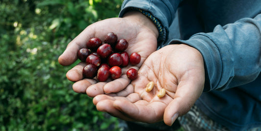 ☕ Why Fresh Roasted Coffee Changes Everything